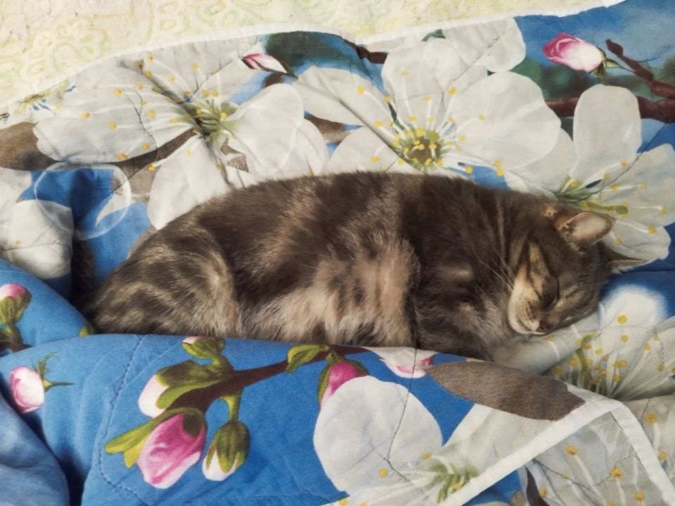 Доброе утро, Кубань!. Краснодар +17 °С