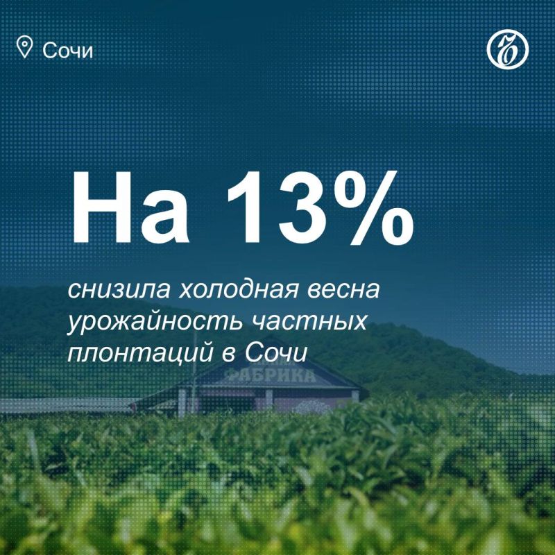 Чаеводческие предприятия Сочи завершили сбор урожая 2025 года