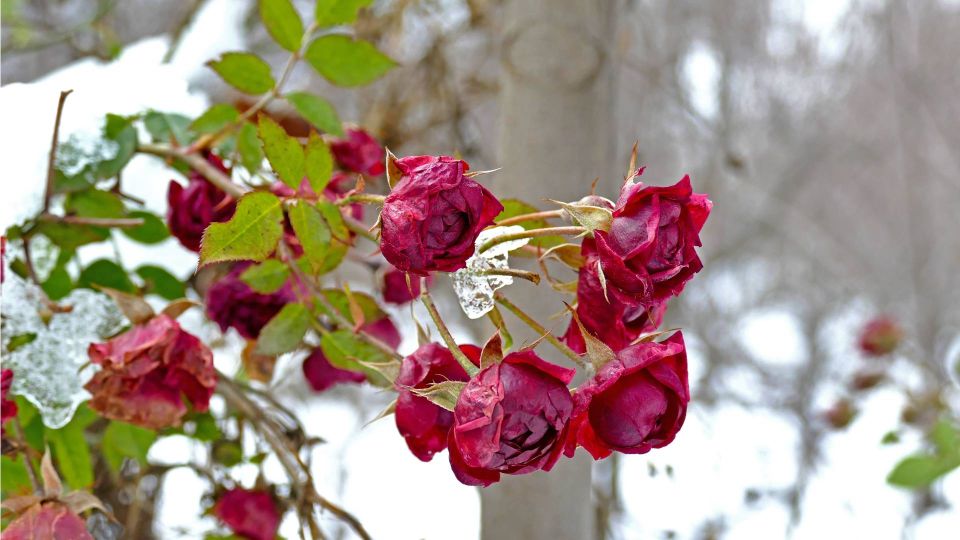Розы не сгниют под укрытием в оттепель: эксперт подсказала, что делать в такую погоду