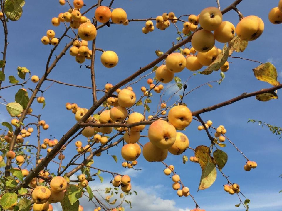 Как сохранить яблоки на деревьях: советы для садоводов