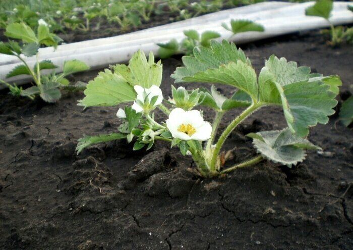 Весенние заботы о клубнике: что не стоит торопиться делать и на что нужно обратить внимание