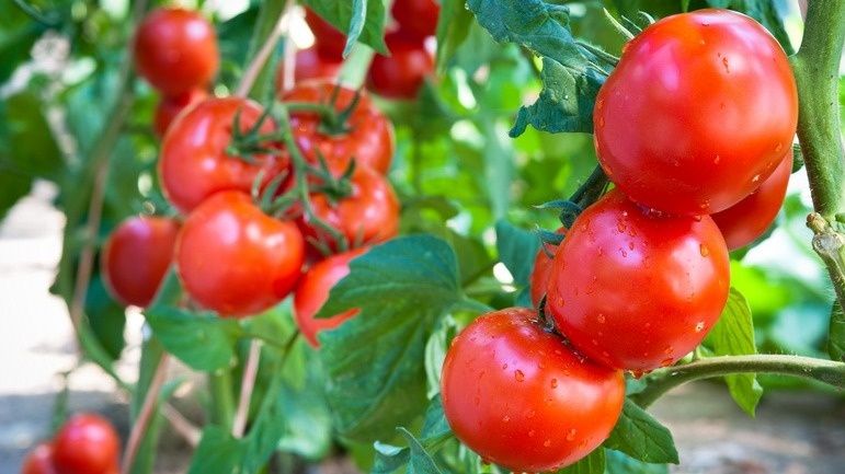 Эффективные способы выращивания томатов без химии