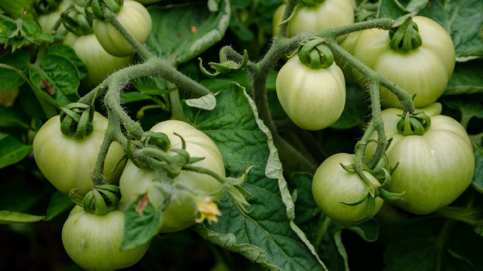 Секреты суперурожаев: 5 сортов томатов для вашего огорода в 2025 году