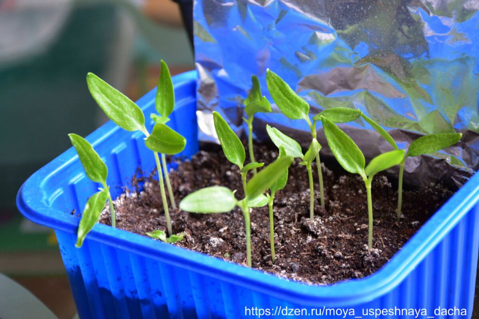 Как вырастить крепкий перец: пять проверенных способов посева семян