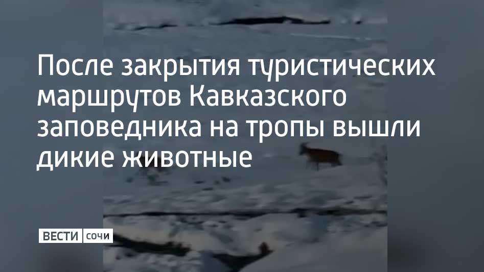 После закрытия туристических маршрутов Кавказского заповедника на тропы вышли дикие животные