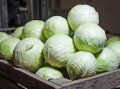 Секреты длительного хранения капусты: когда и как убирать урожай