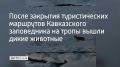 После закрытия туристических маршрутов Кавказского заповедника на тропы вышли дикие животные