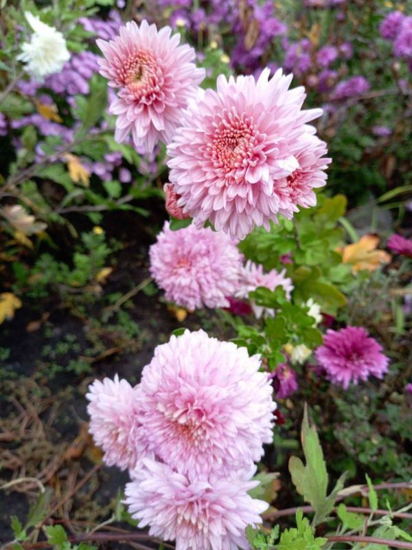 О погоде на 25 октября. В Краснодарском крае облачно