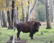 Шесть особей горного зубра транспортируют из Кавказского биосферного заповедника в Абхазию в 2026 году