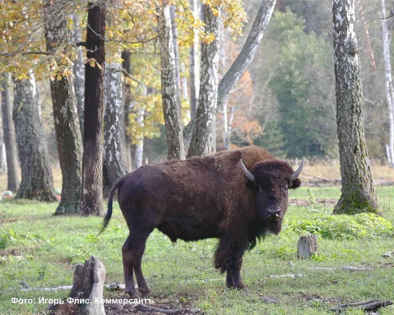 Шесть особей горного зубра транспортируют из Кавказского биосферного заповедника в Абхазию в 2026 году