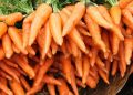 Как эфирное масло поможет вам вырастить идеальную морковь