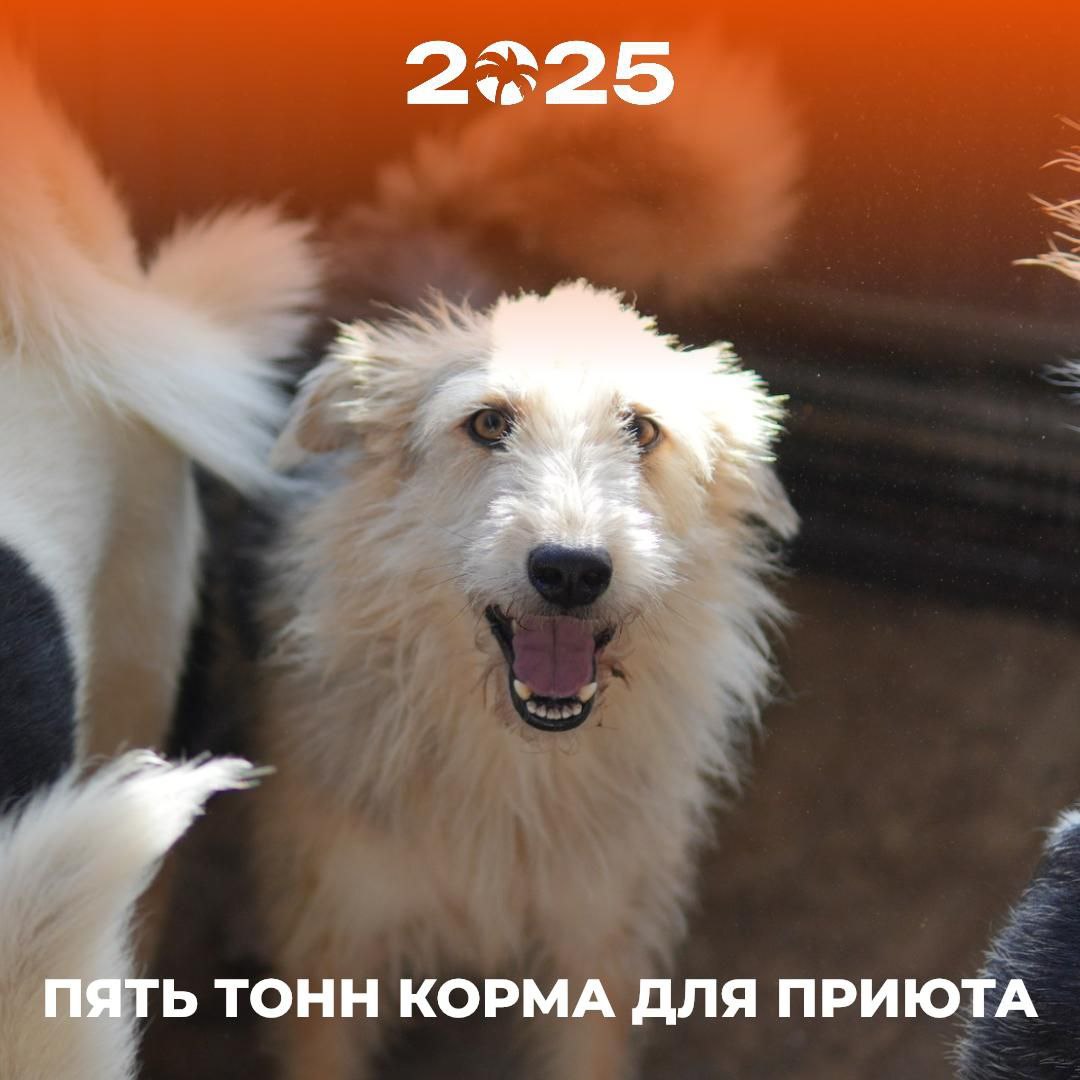 Организаторы «Сочи Марафона» передадут в приюты 5 тонн корма для животных