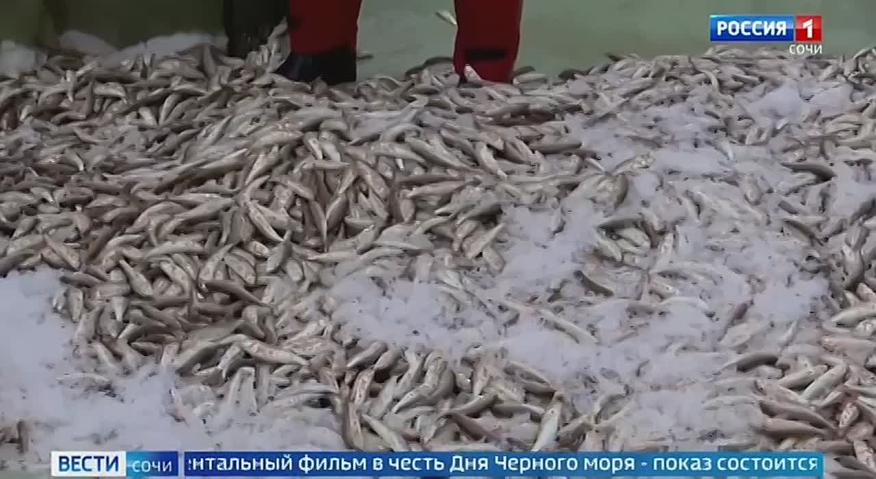 На Черноморье начался промысловый сезон барабули