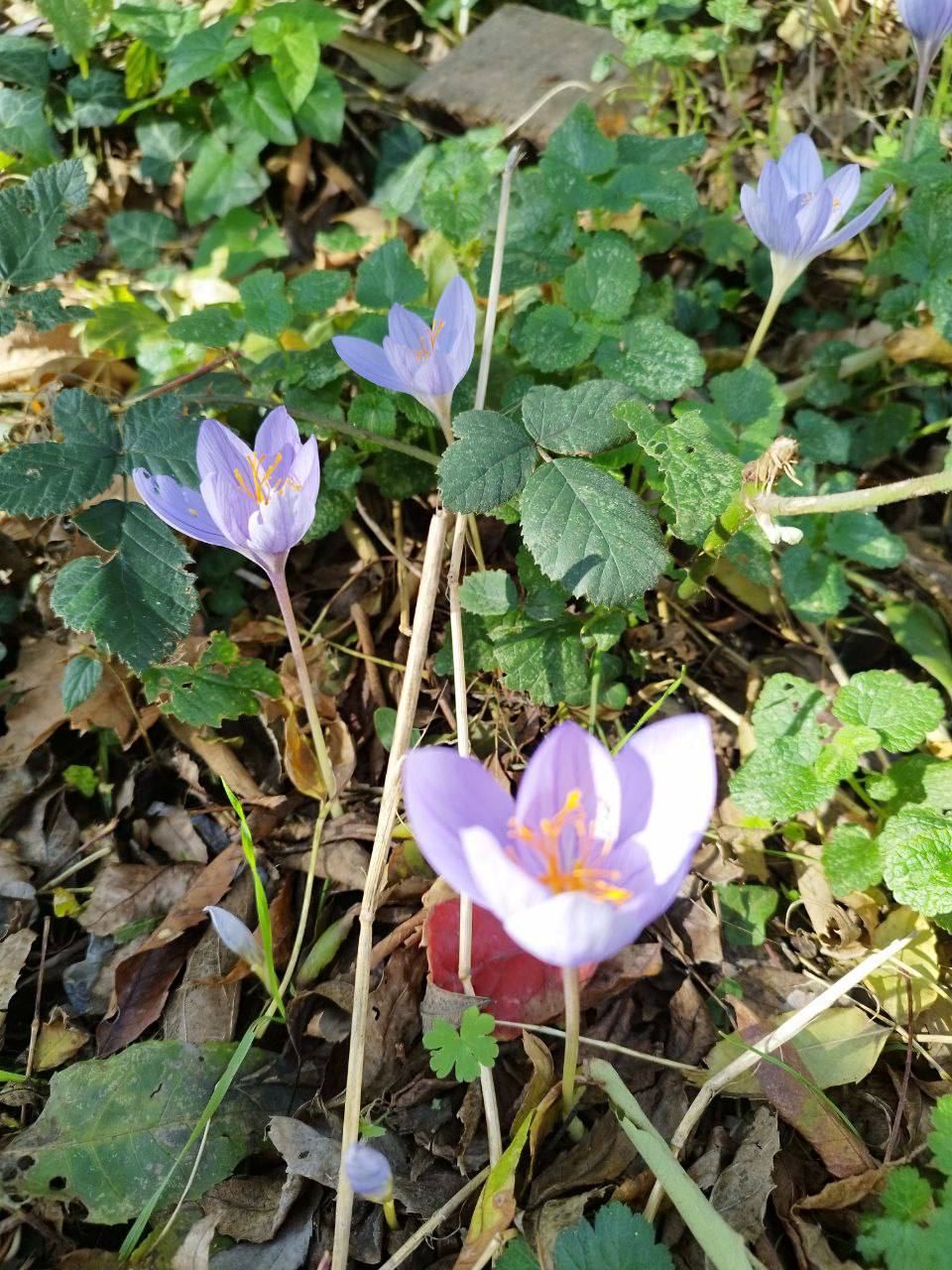 О погоде на 1 ноября. В Краснодарском крае переменная облачность О погоде на 1 ноября. В Краснодарском крае переменная облачность