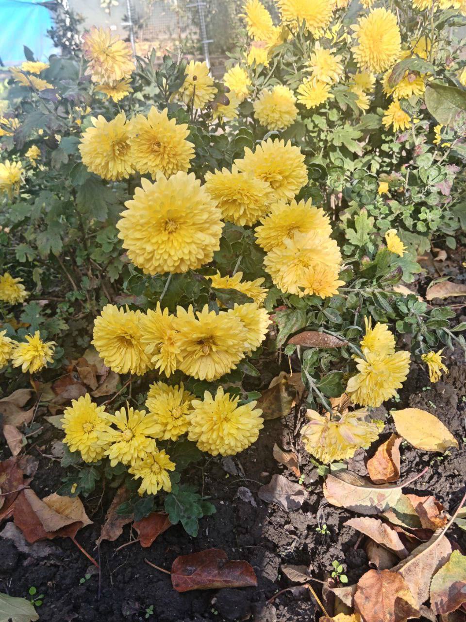 О погоде на 1 ноября. В Краснодарском крае переменная облачность О погоде на 1 ноября. В Краснодарском крае переменная облачность