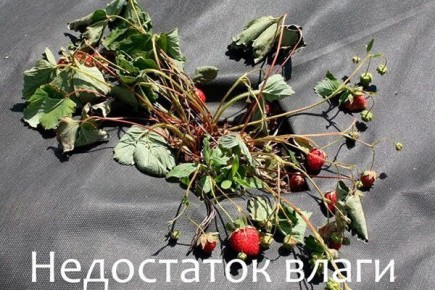 Причины, почему клубника теряет листья: разбираемся в проблемах и решениях