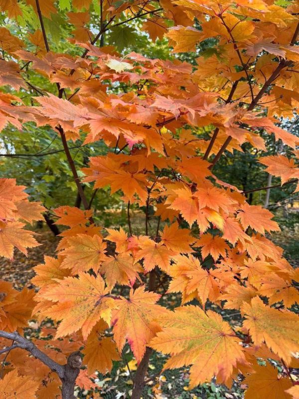 О погоде на 5 ноября. В Краснодарском крае облачно с прояснениями О погоде на 5 ноября. В Краснодарском крае облачно с прояснениями