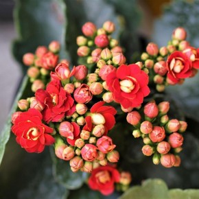 Как размножить каланхоэ: простые шаги к созданию очаровательных растений