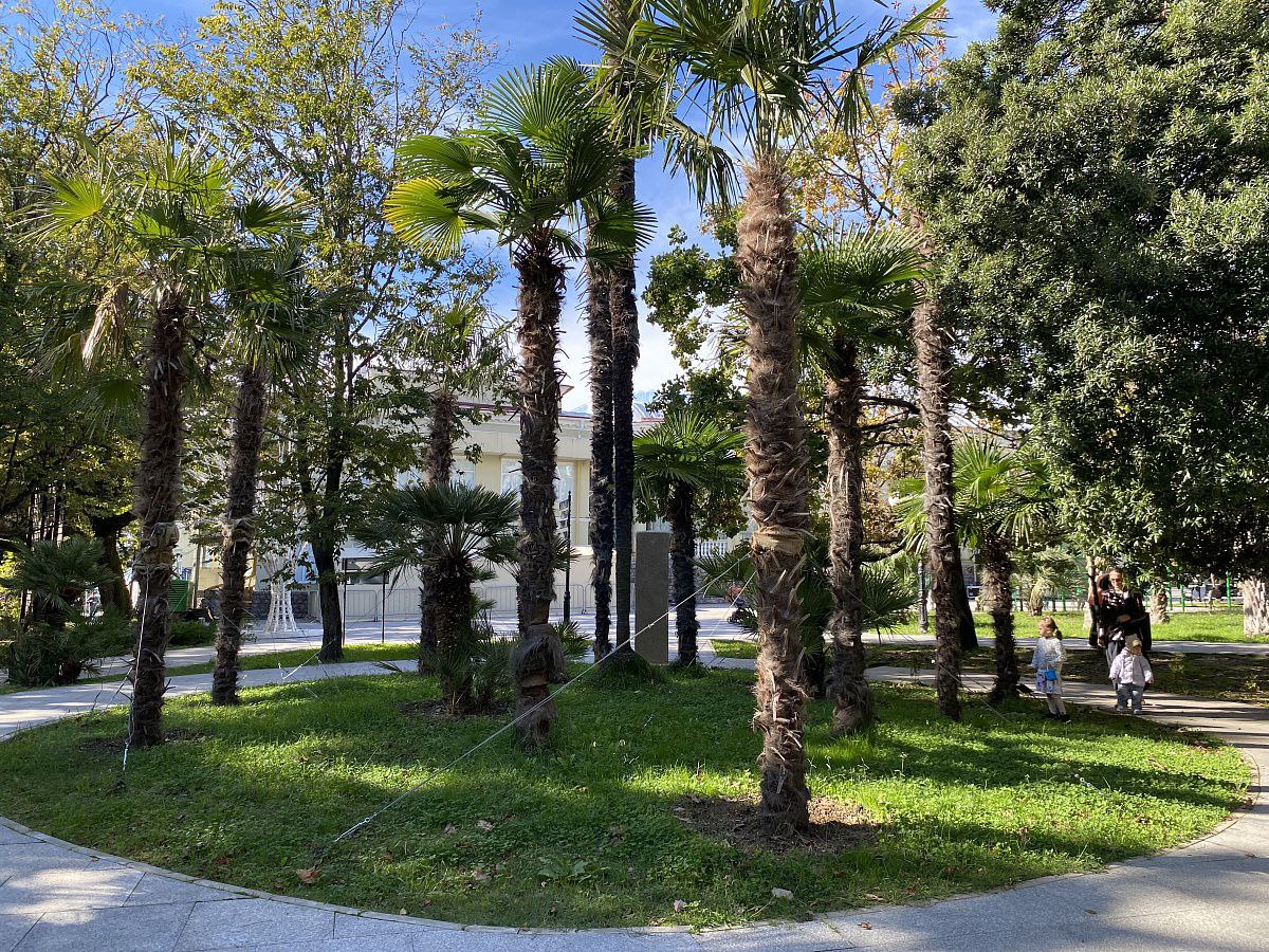 Глава Сочи Андрей Прошунин: «К зиме на курорте необходимо подготовить свыше 2,6 тысячи субтропических растений» Глава Сочи Андрей Прошунин: «К зиме на курорте необходимо подготовить свыше 2,6 тысячи субтропических растений»