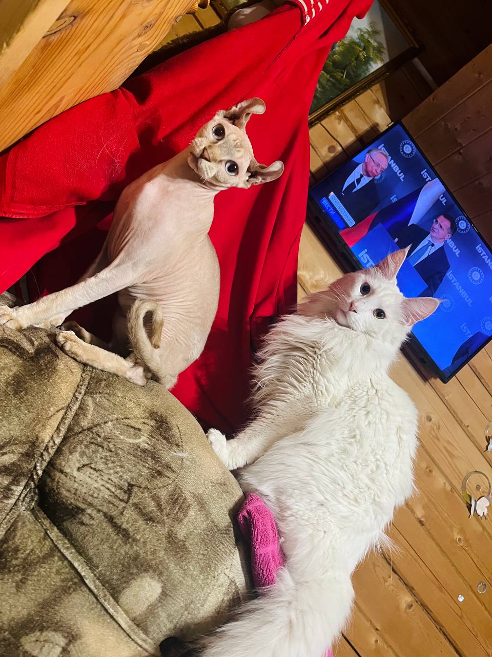 Доброе утро, Кубань!. Краснодар +17 °С Доброе утро, Кубань!. Краснодар +17 °С