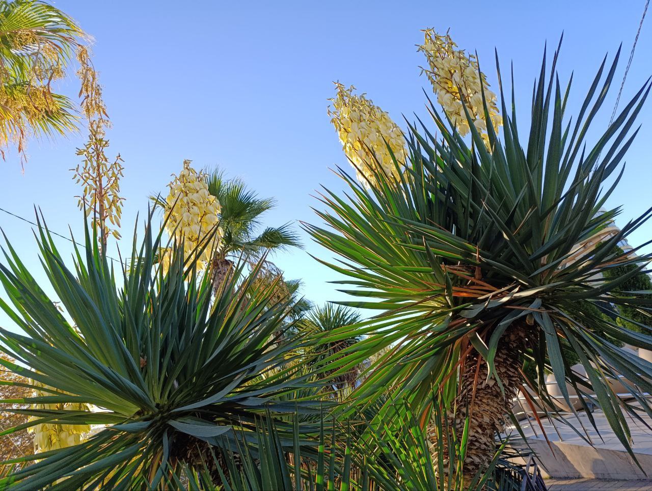 Доброе утро, любимый Сочи!