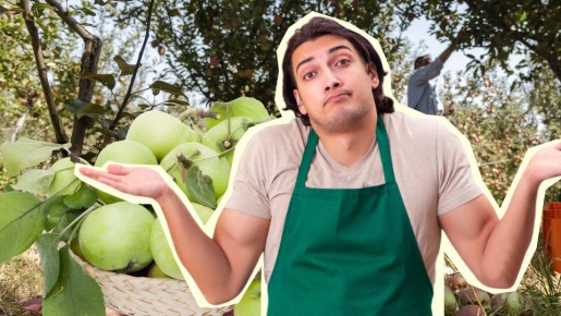 Яблоки и груши осыпаются зелеными не из-за полива: вот о чем забывает каждый второй