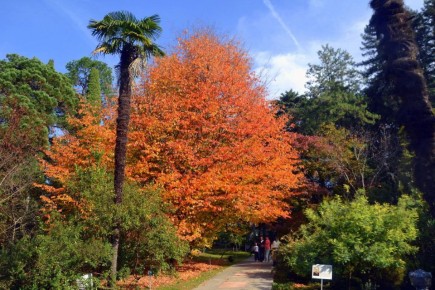 Доброе осеннее утро, дорогие сочинцы и гости курорта!