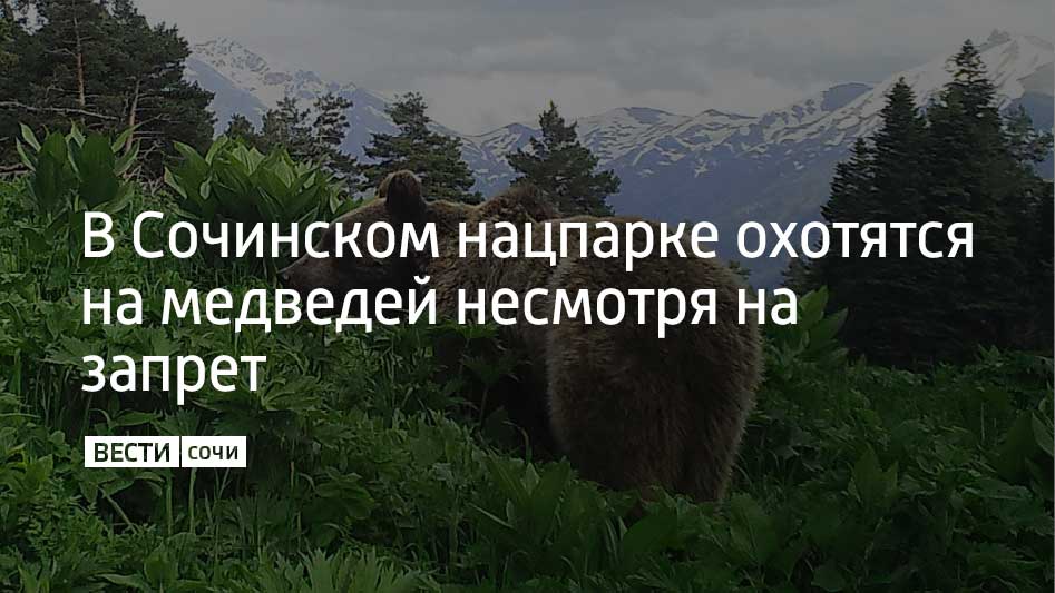 В Сочинском национальном парке, несмотря на запрет охоты, егеря регулярно обнаруживают браконьерские засады