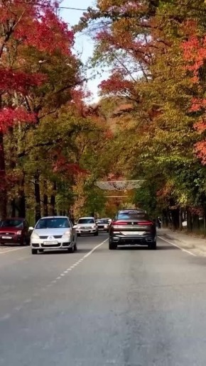 Яркии и красочныи ноябрь в Сочи