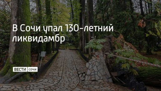 В сочинском "Дендрарии" в ночь на 15 ноября рухнул 130-летний ликвидамбр смолоносный – одно из самых старых деревьев нижней части парка