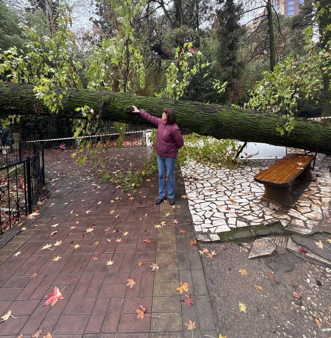 Рухнувшее вековое дерево едва не разрушило знаменитую сочинскую скульптуру Рухнувшее вековое дерево едва не разрушило знаменитую сочинскую скульптуру