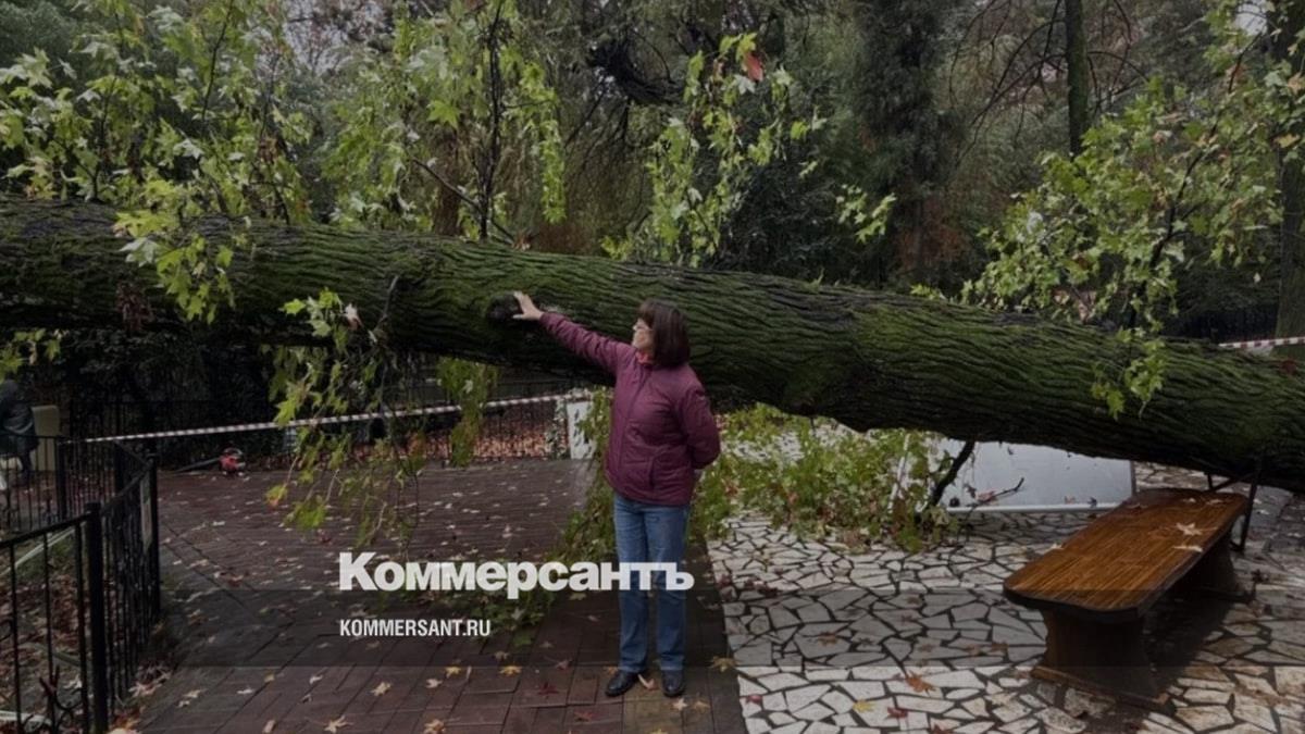 В Сочи упал 130-летний ликвидамбр из исторической аллеи Дендрария В Сочи упал 130-летний ликвидамбр из исторической аллеи Дендрария