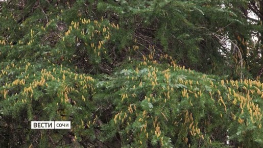 В Сочи зацвели сразу несколько видов растений