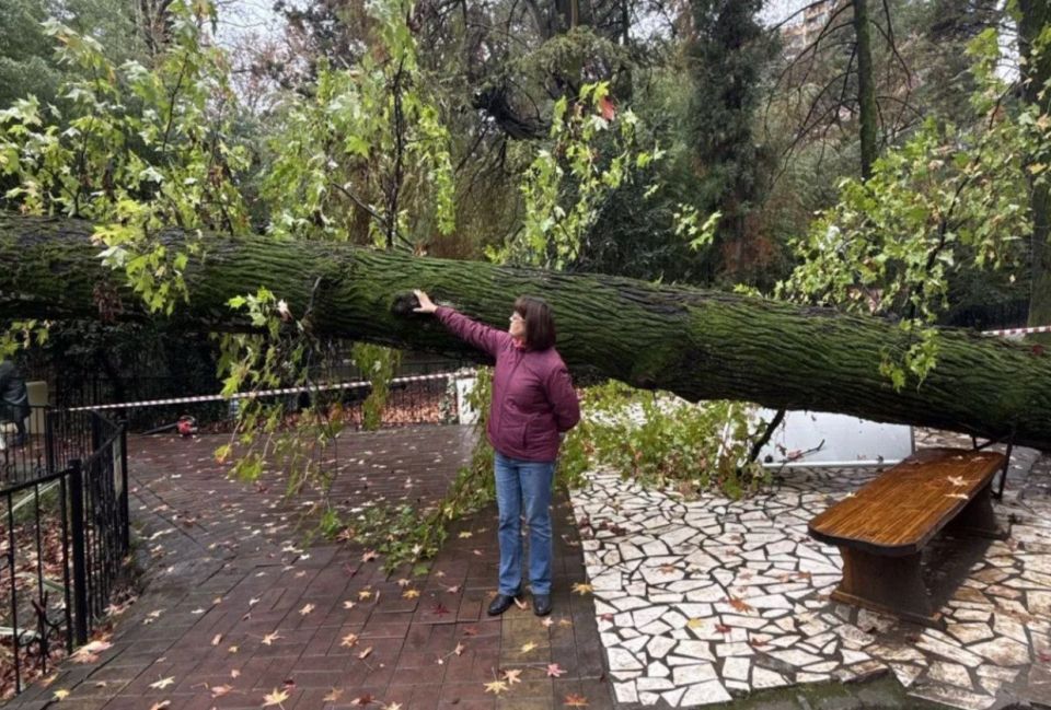 В Сочи упал 130-летний ликвидамбр из исторической аллеи Дендрария