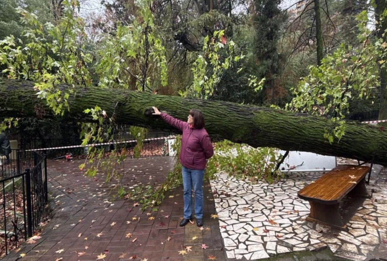 В Сочи упал 130-летний ликвидамбр из исторической аллеи Дендрария