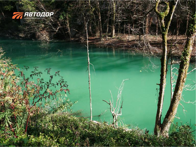 Тисо-самшитовая роща Кавказского биосферного заповедника – одна из визитных карточек туристического Сочи, известная еще с 1931 года