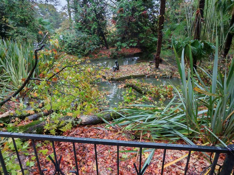 Рухнувшее вековое дерево едва не разрушило знаменитую сочинскую скульптуру Рухнувшее вековое дерево едва не разрушило знаменитую сочинскую скульптуру