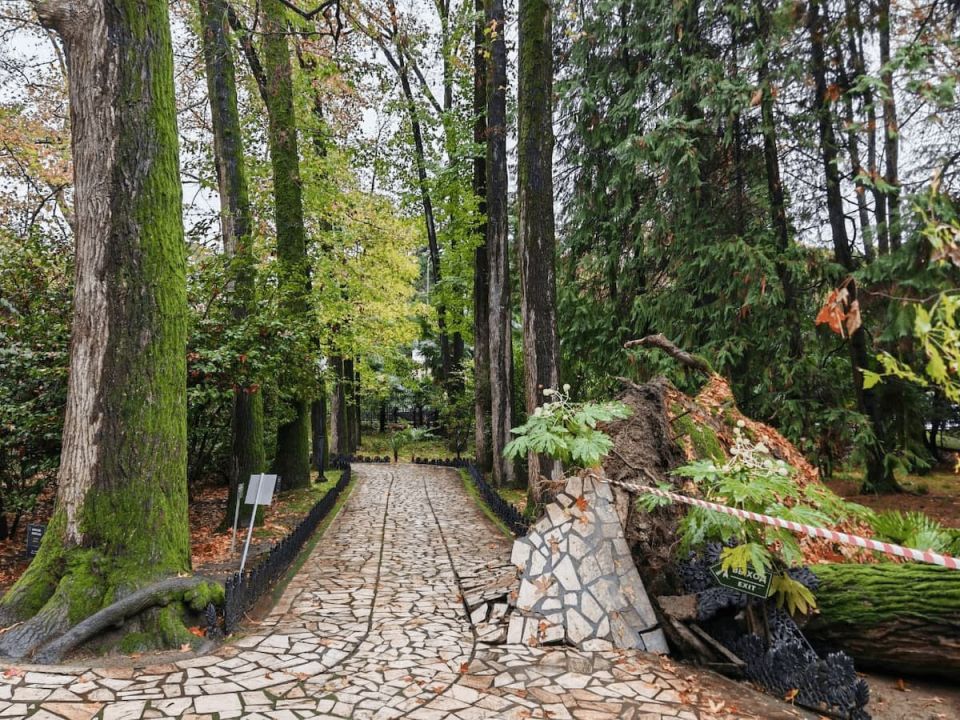 130-летний ликвидамбар рухнул в дендрарии Сочи