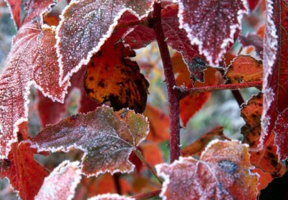 Гигант высотой 33 метра рухнул в Сочи