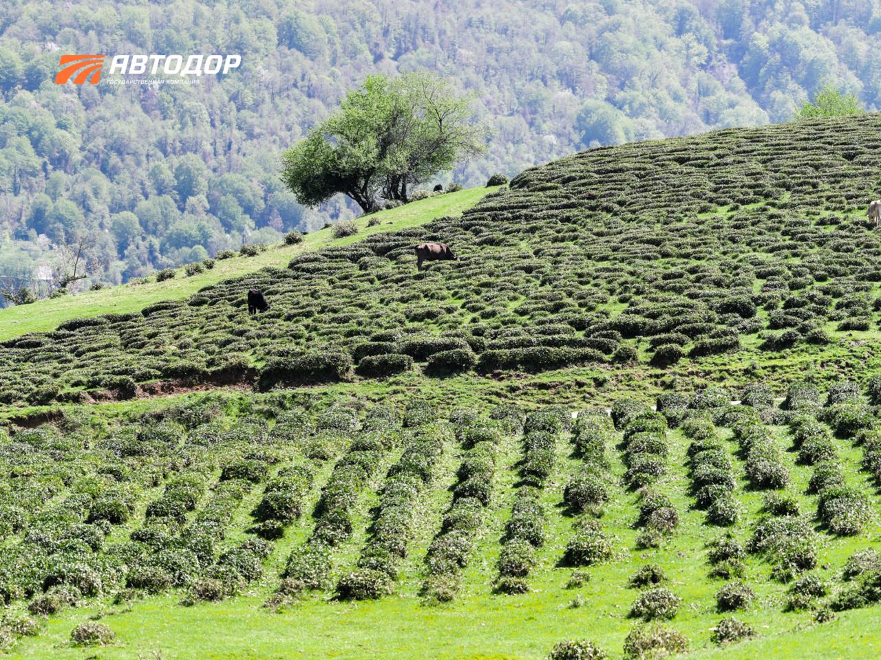 Вы знали, что самый северный чай в мире растет в Сочи? Вы знали, что самый северный чай в мире растет в Сочи?