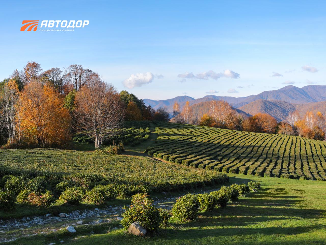 Вы знали, что самый северный чай в мире растет в Сочи? Вы знали, что самый северный чай в мире растет в Сочи?