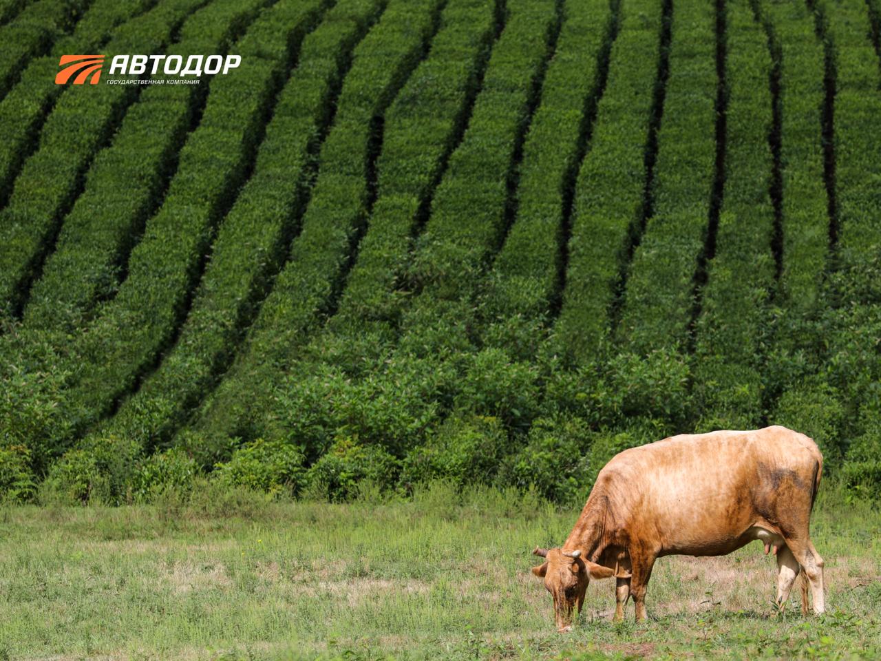 Вы знали, что самый северный чай в мире растет в Сочи? Вы знали, что самый северный чай в мире растет в Сочи?