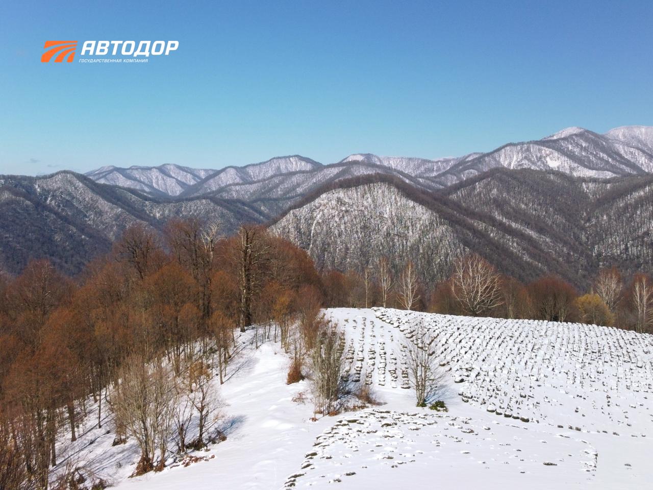 Вы знали, что самый северный чай в мире растет в Сочи? Вы знали, что самый северный чай в мире растет в Сочи?