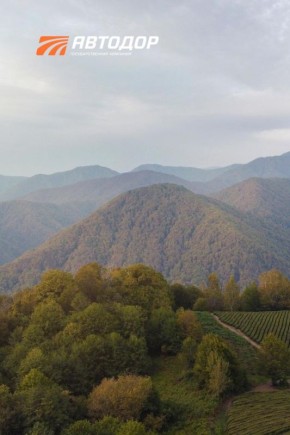 Вы знали, что самый северный чай в мире растет в Сочи?