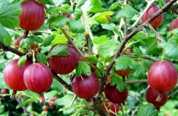 Крыжовник Малахит: время вернуть классику на садовый стол