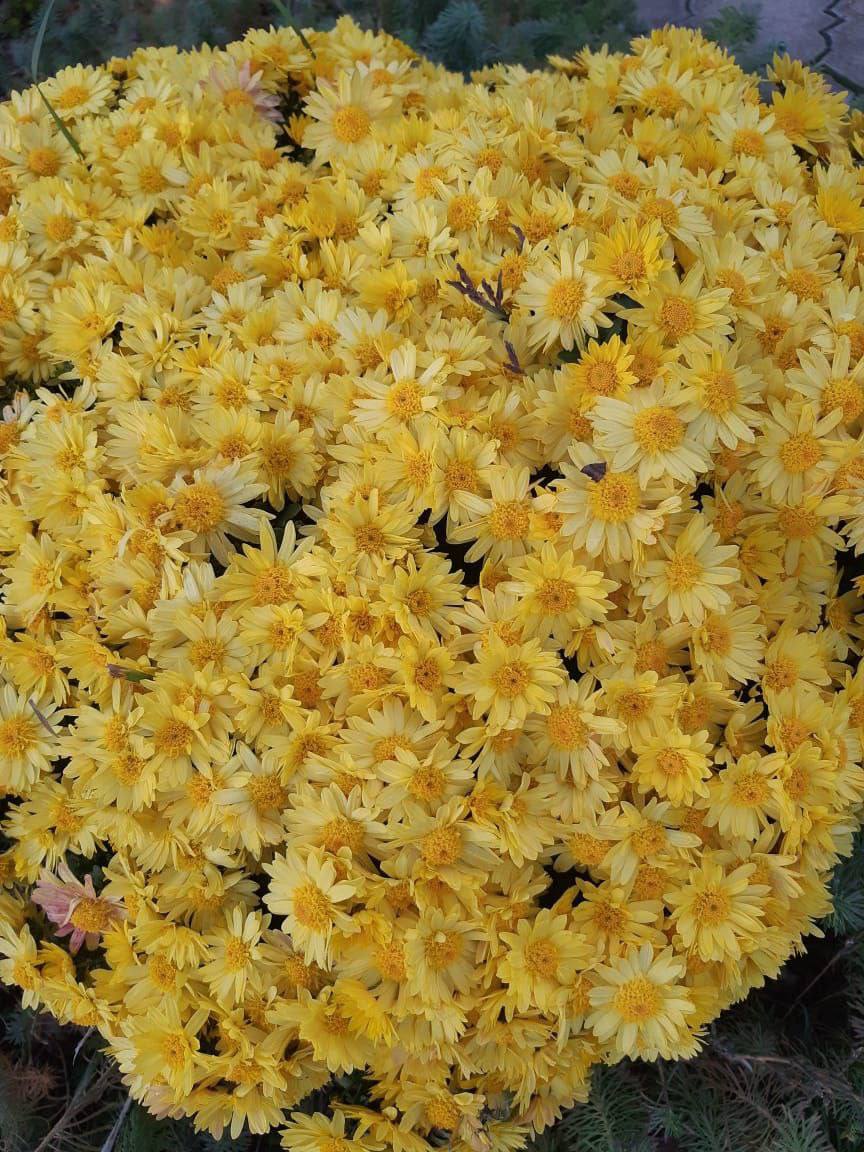 О погоде на 17 ноября. В Краснодарском крае переменная облачность О погоде на 17 ноября. В Краснодарском крае переменная облачность