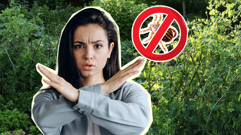 Не вздумайте удалять клещей этим способом: врач предупредил о последствиях