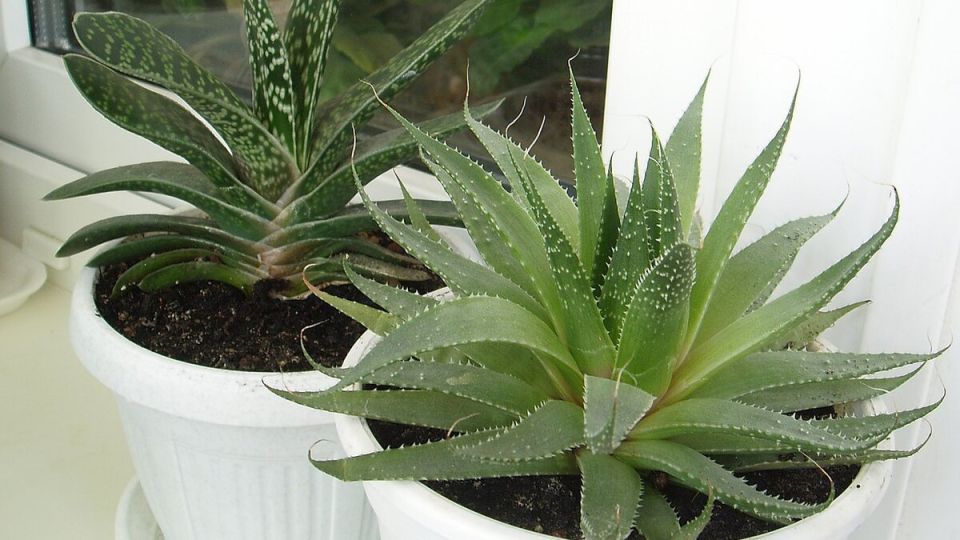 Как правильно ухаживать за только что купленным цветком