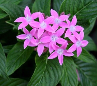 Пентас ланцетовидный: редкое растение, которое украсит ваш дом и сад