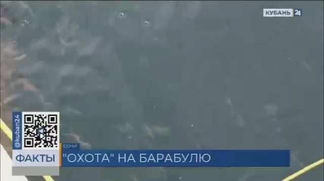 До декабря продлится пик сезона ловли барабули в Сочи